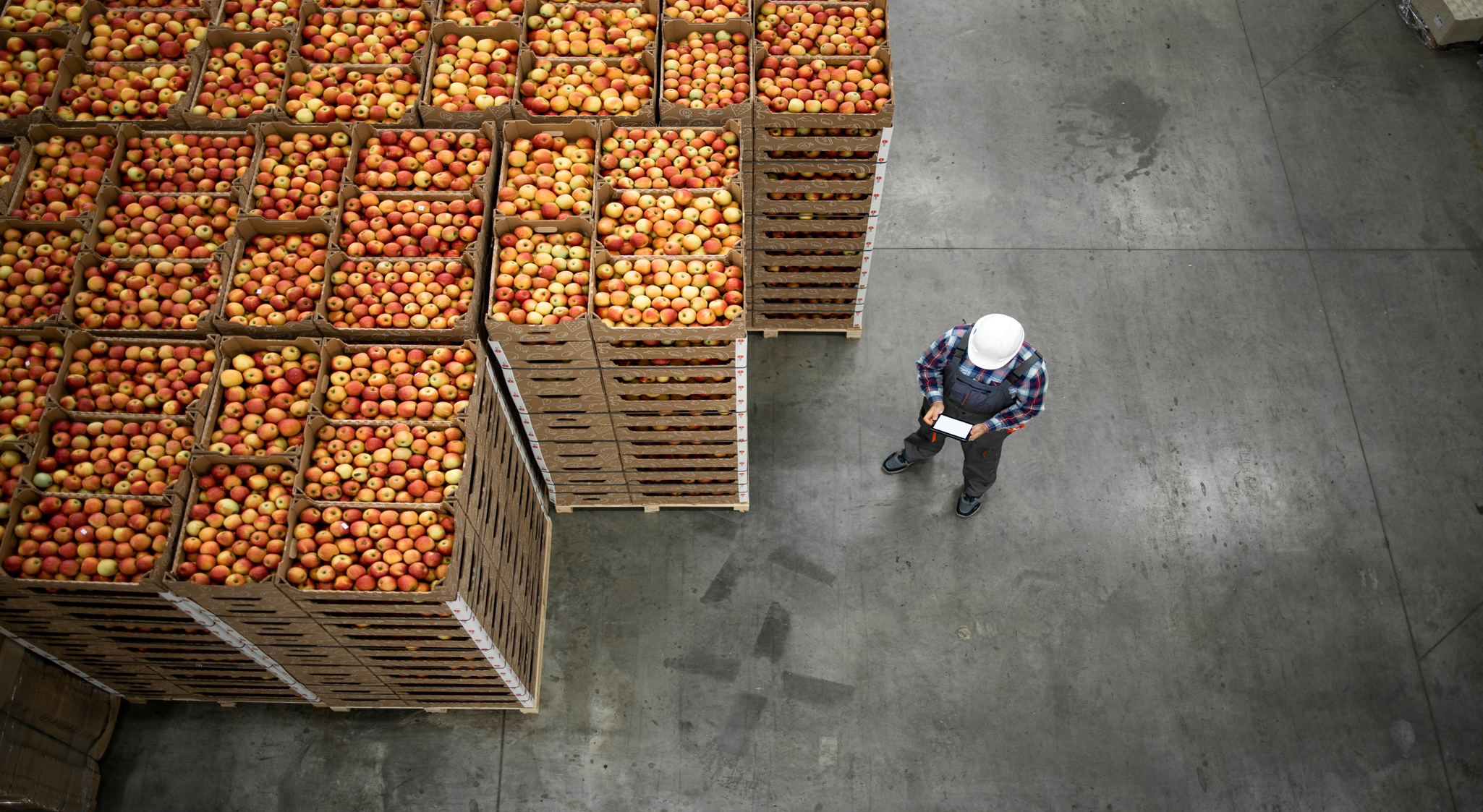 person in helmet standing next to apples in warehouse