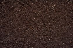 Dirt